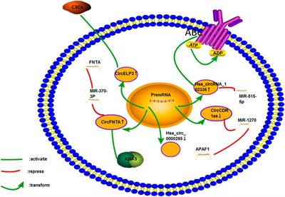 Research Progress on the Functions and Mechanism of circRNA in Cisplatin Resistance in Tumors